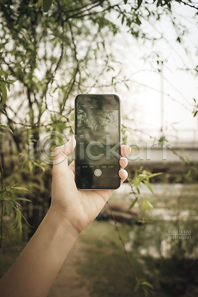 신체부위 PSD 디지털합성 편집이미지 거리풍경 나무 들기 디지털아트 모바일 버드나무 봄 사진촬영 손 스마트폰 야외 자연 주간