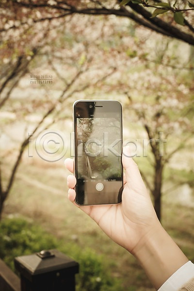 신체부위 PSD 디지털합성 편집이미지 거리풍경 나무 들기 디지털아트 모바일 벚꽃 봄 사진촬영 산책로 손 스마트폰 야외 주간