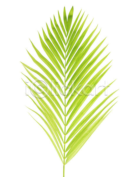 성장 사람없음 JPG 포토 해외이미지 고립 나무 나뭇가지 백그라운드 손바닥 숲 식물 심볼 싱글 여름(계절) 잎 자연 초록색 코코넛 패턴 해외202004 흰색