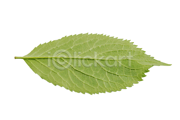 성장 신선 사람없음 JPG 포토 해외이미지 고립 내추럴 묘사 백그라운드 봄 식물 싱글 여름(계절) 오브젝트 유기농 잎 자르기 자연 초록색 해외202004 환경 흰색
