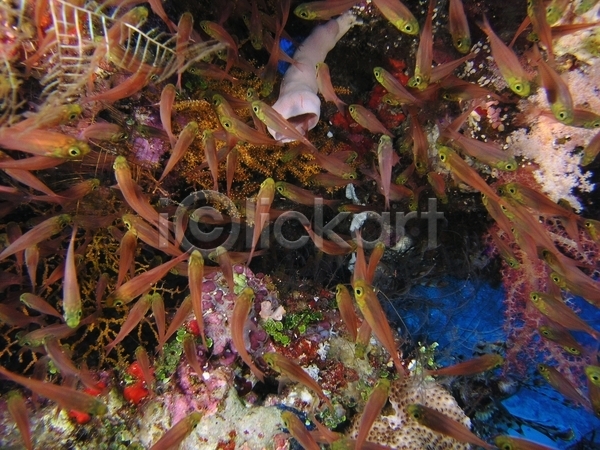 사람없음 JPG 포토 해외이미지 다이빙 동물 동물상 물 반사 산호 수중 스노클링 식물 암초 야생동물 어류 자연 잠수부 투명 표면 해외202004