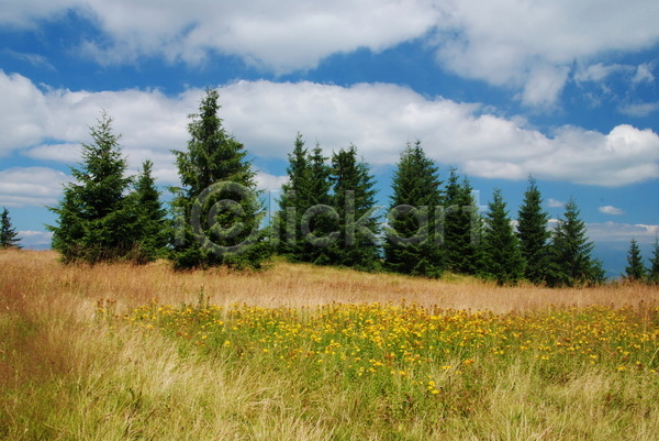 사람없음 JPG 포토 해외이미지 가문비나무 꽃 나무 노란색 백그라운드 산 숲 슬로바키아 여름(계절) 자연 풍경(경치) 하늘 해외202004 허브