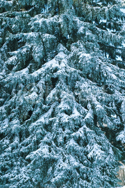 추위 사람없음 JPG 포토 해외이미지 가문비나무 겨울 계절 노엘 백그라운드 삼림지대 상록수 수목 숲 야외 잔치 장면 전나무 침엽수 크리스마스 풍경(경치) 해외202004 휴가