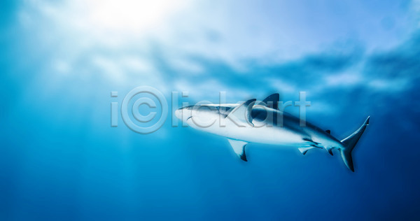 위험 사람없음 JPG 포토 해외이미지 깊이 다이빙 동물 물 바다 바닷속 바하마 백그라운드 산호 수중 스포츠 암초 야생동물 야외 어류 여름(계절) 여행 육식동물 자연 파란색 해외202004