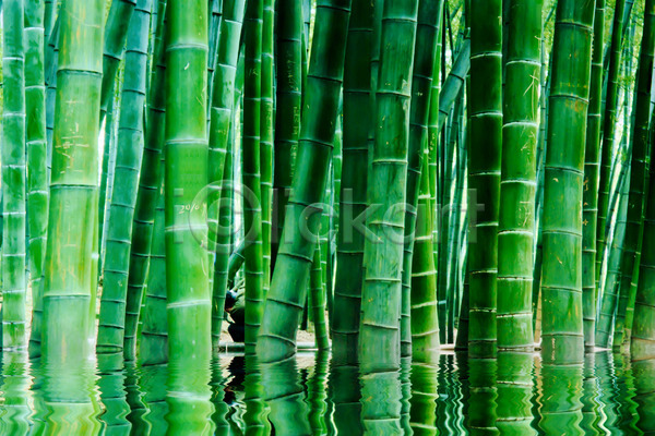 사람없음 JPG 포토 해외이미지 내추럴 대나무 생태계 중국 초록색 풍경(경치) 해외202004