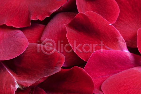 사랑 사람없음 JPG 포토 해외이미지 꽃 꽃잎 백그라운드 벨벳 보라색 빨간색 장미 해외202004