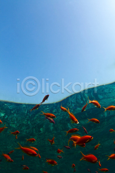 사람없음 JPG 포토 해외이미지 다이빙 동물 물 바다 반사 백그라운드 산호 수중 암초 어류 여행 오렌지 이집트 자연 지느러미 컬러풀 학교 해외202004 홍해