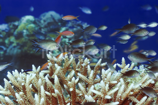 사람없음 JPG 포토 해외이미지 동물 물 바다 바닷속 산호 소금물 수중 식민지 암초 어류 이국적 이집트 파란색 풍경(경치) 학교 해외202004