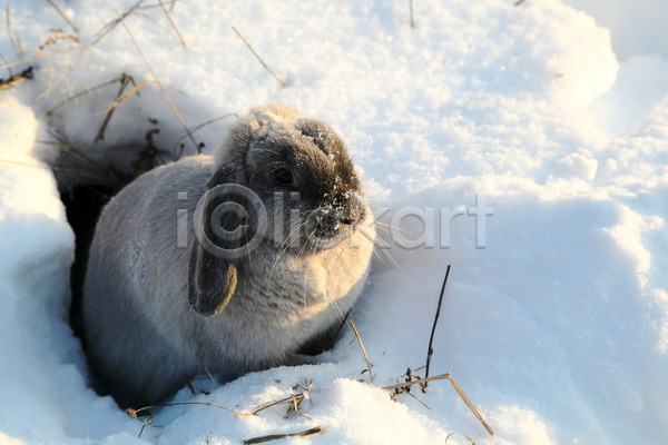 사람없음 JPG 포토 해외이미지 겨울 구멍 눈(날씨) 눈덮임 롭이어토끼 야외 주간 토끼 한마리