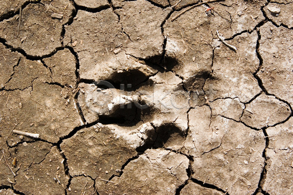 건조 사람없음 JPG 포토 해외이미지 개 균열 동물 땅바닥 먼지 발자국 사막 선로 인쇄 진흙 해외202004