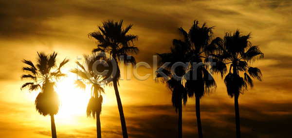 사람없음 JPG 실루엣 포토 해외이미지 구름 나무 노란색 미국 바다 손바닥 수평선 야외 오렌지 일몰 자연 저녁 캘리포니아 태양 파노라마 풍경 하늘 해외202004 해외포토 햇빛 황혼 휴양지