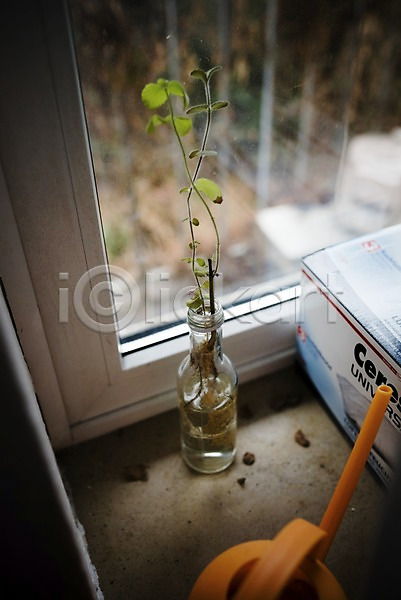 사람없음 JPG 포토 꽃병 독일 브레멘 실내 창문 풍경(경치) 화분