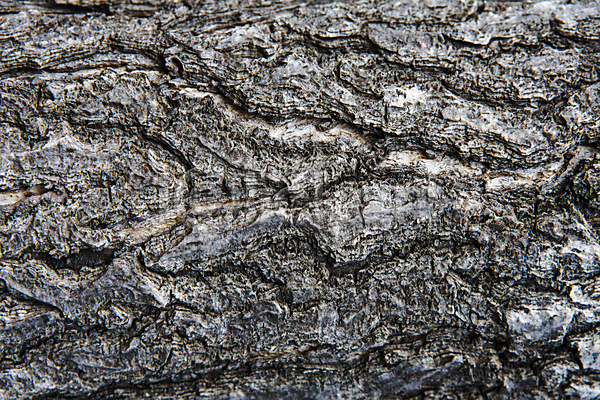 건조 사람없음 JPG 근접촬영 포토 거친 나무 나무껍질 나뭇결 목재 백그라운드 질감 표면