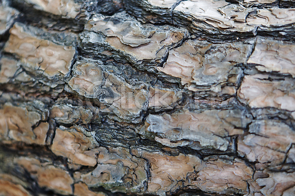건조 사람없음 JPG 근접촬영 포토 거친 나무 나무껍질 나뭇결 목재 백그라운드 질감 표면