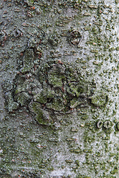 사람없음 JPG 근접촬영 포토 거친 나무 나무껍질 나뭇결 목재 백그라운드 질감 표면