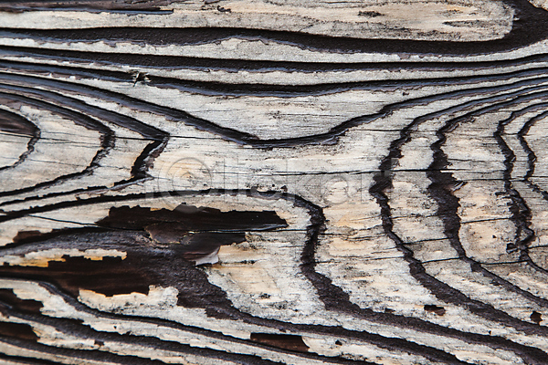 사람없음 JPG 근접촬영 포토 거친 균열 나무 나무껍질 나뭇결 목재 백그라운드 질감 표면