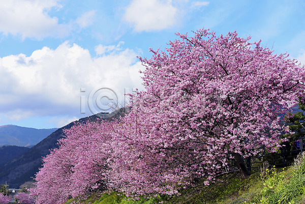 사람없음 JPG 포토 구름(자연) 꽃 나무 벚꽃 봄 산 야외 자연 주간 풍경(경치) 하늘