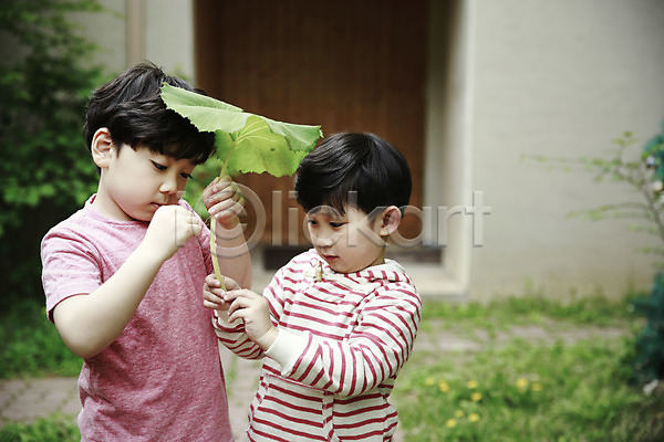 천진난만 체험 두명 소년 소년만 어린이 한국인 JPG 앞모습 포토 관찰 들기 만지기 상반신 서기 야외 야외활동 어린이라이프 잎 주간 형제
