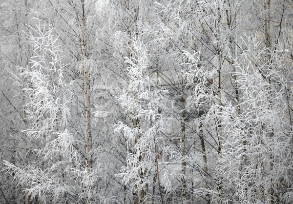 신선 추위 침묵 사람없음 JPG 포토 해외이미지 12월 1월 겨울 나무 나뭇가지 날씨 눈내림 백발 서리 아침 은색 자연 침엽수 크리스마스 폭설 해외202004 흰색