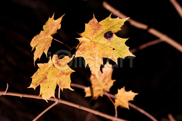 사람없음 JPG 포토 해외이미지 3 가로 가을(계절) 갈색 그림자 노란색 단풍 대각선 맑음 목재 묘사 브런치 식물 야외 어둠 잎 자연 점 질병 초록색 해외202004 햇빛
