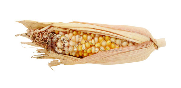 사람없음 JPG 포토 해외이미지 고립 껍질 노란색 손상 오브젝트 옥수수 자연 장식 컬러풀 해외202004 해외포토 흰배경