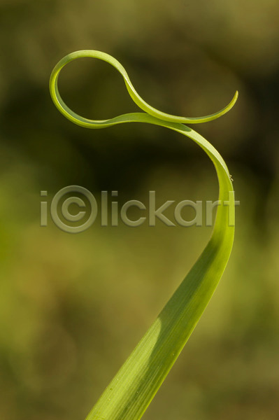 사람없음 JPG 포토 해외이미지 곡선 모양 묘사 미술 식물 자연 정원 초록색 칼날 태양 해외202004