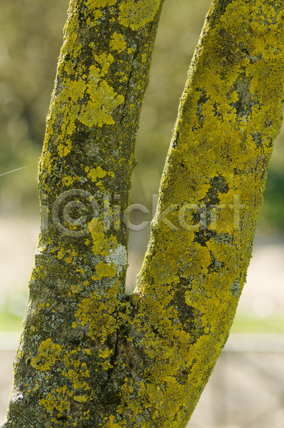 사람없음 JPG 포토 해외이미지 나무 나무껍질 노란색 목재 묘사 백그라운드 식물 이끼 자연 정원 초록색 해외202004