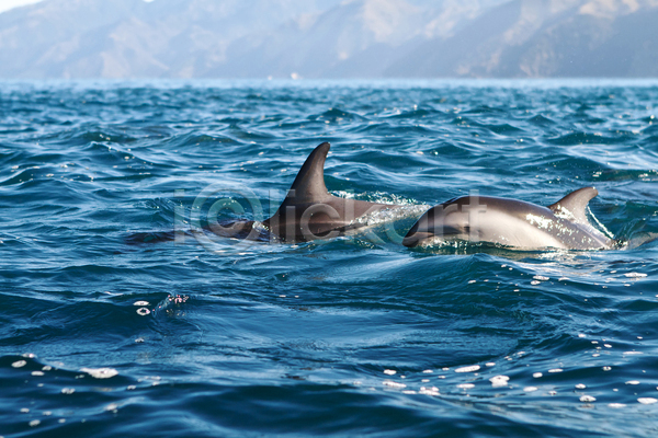 사람없음 JPG 포토 해외이미지 뉴질랜드 돌고래 동물 바다 파란색 해외202004
