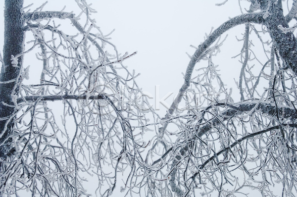 떨어짐 위험 추위 사람없음 JPG 포토 해외이미지 1월 2월 겨울 계절 공원 나무 나뭇가지 냉동 눈내림 모양 물방울 빛 서리 숲 액체 야외 얼음 젖음 주목 질감 크리스탈 투명 패턴 표면 해외202004 흰색