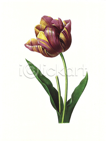 사람없음 JPG 일러스트 해외이미지 그림 꽃 꽃다발 들꽃 번짐 붓터치 수채화(물감) 식물 해외202004