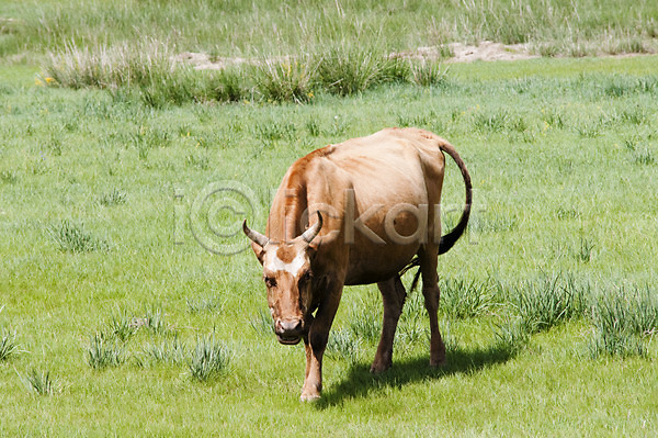 사람없음 JPG 포토 해외이미지 동물 몽골 방목 보호구역 소 초록색 풍경(경치) 해외202004 황소