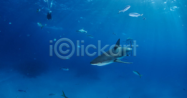 위험 사람없음 JPG 포토 해외이미지 깊이 다이빙 동물 물 바다 바닷속 바하마 백그라운드 산호 수중 스포츠 암초 야생동물 야외 어류 여름(계절) 여행 육식동물 자연 파란색 해외202004