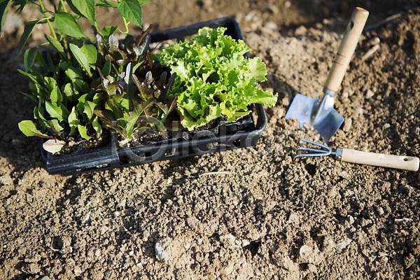 사람없음 JPG 포토 갈고리 모종삽 상추 식물 싱그러움 쌈채소 야외 원예 자연 주간 흙