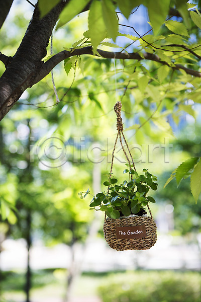 사람없음 JPG 포토 나무 식물 싱그러움 야외 원예 자연 주간 행잉플랜트 화분