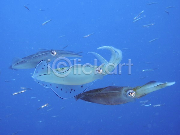 사람없음 JPG 포토 바다 수중 수중동물 수중사진 어류 여러마리 오징어