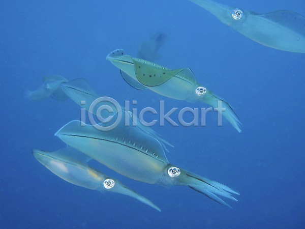 사람없음 JPG 포토 바다 수중 수중동물 수중사진 여러마리 오징어