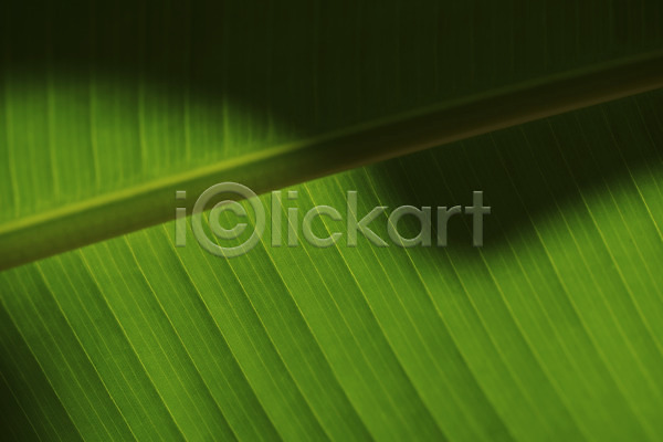 사람없음 JPG 근접촬영 포토 그림자 나뭇잎 백그라운드 잎맥 자연 초록색