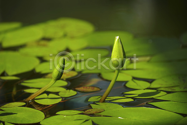 사람없음 JPG 아웃포커스 포토 야외 연꽃(꽃) 연못 연잎 자연 주간
