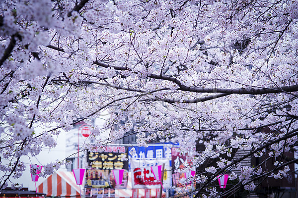 사람없음 JPG 포토 꽃 나뭇가지 벚꽃 벚꽃축제 봄 야외 일본 자연 주간 풍경(경치) 현수막