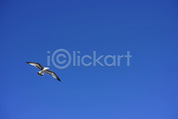 사람없음 JPG 포토 갈매기 뉴욕 비행 야외 주간 풍경(경치) 하늘 한마리