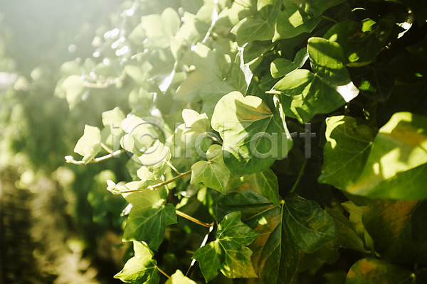 사람없음 JPG 아웃포커스 포토 나뭇잎 동유럽 백그라운드 야외 유럽 자그레브 주간 초록색 크로아티아 풍경(경치) 해외풍경 햇빛