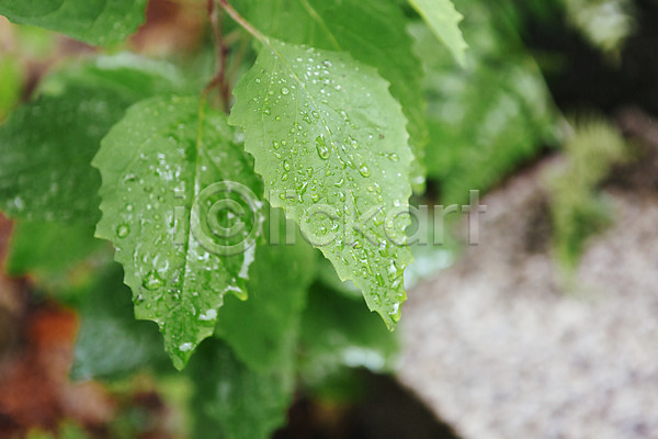 감성 사람없음 JPG 포토 나뭇잎 빗방울 야외 주간