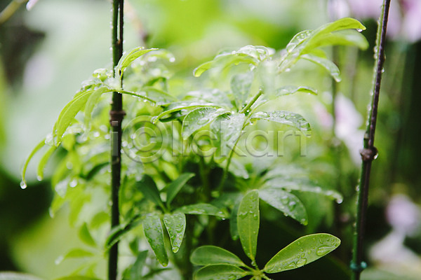 감성 사람없음 JPG 포토 빗방울 야외 주간 풀잎 홍콩야자