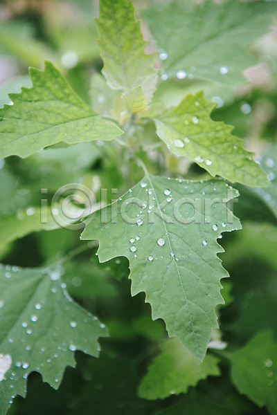 감성 사람없음 JPG 포토 빗방울 야외 주간 풀잎