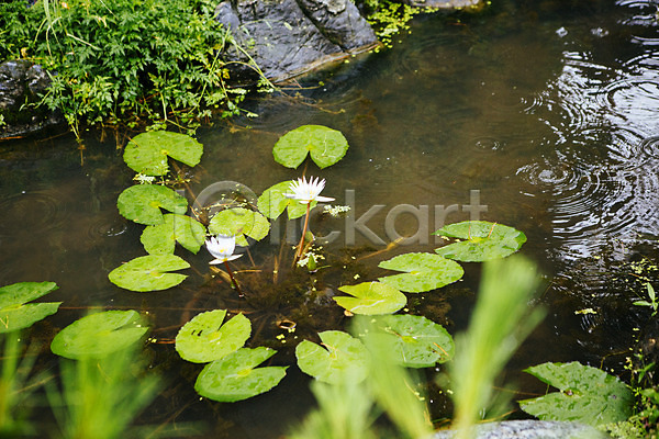 감성 사람없음 JPG 포토 비(날씨) 세미원 야외 양평 연꽃(꽃) 연못 연잎 주간