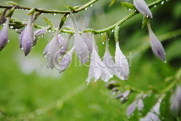 감성 사람없음 JPG 포토 꽃 비비추 빗방울 야외 주간