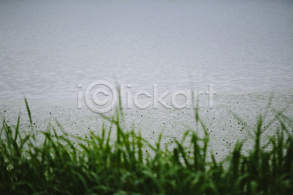 감성 사람없음 JPG 포토 강 백그라운드 비(날씨) 야외 주간 풀잎