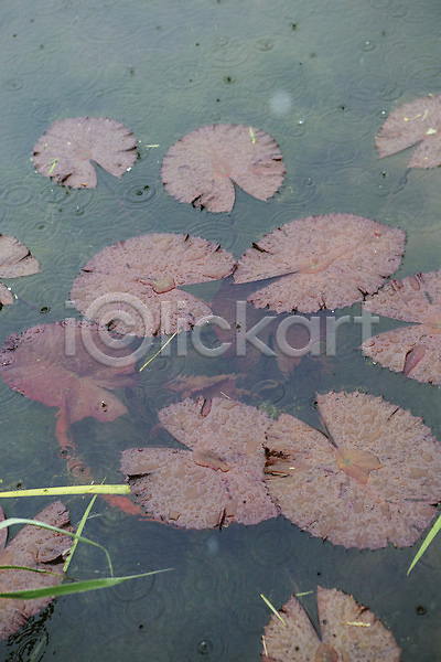 감성 사람없음 JPG 포토 빗방울 야외 연못 연잎 주간