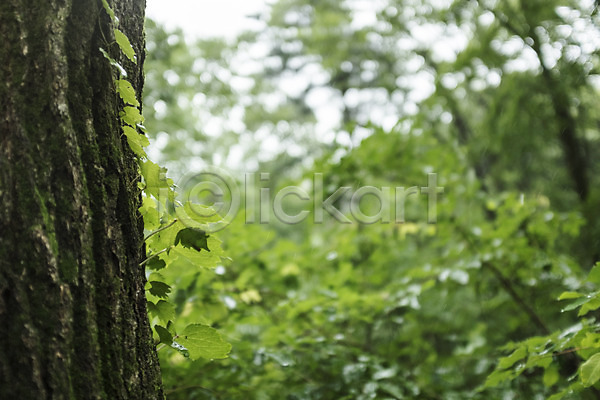 사람없음 JPG 아웃포커스 포토 나무 덩굴 비(날씨) 숲 야외 자연 주간 풍경(경치)