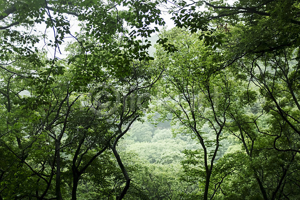 사람없음 JPG 포토 나무 비(날씨) 숲 야외 자연 주간 풍경(경치)